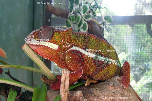 WORLD – Indonesien, Java - Yogyakarta Zoo