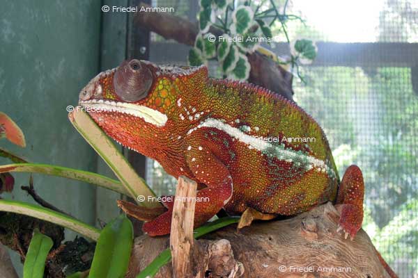 WORLD – Indonesien, Java - Yogyakarta Zoo