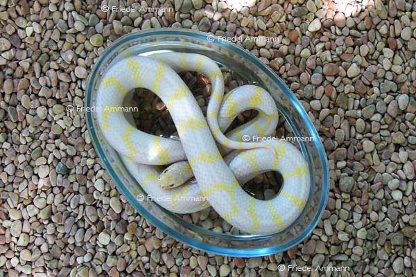WORLD – Indonesien, Java - Yogyakarta Zoo