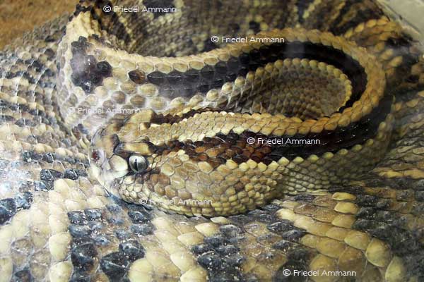 WORLD – Indonesien, Java - Yogyakarta Zoo
