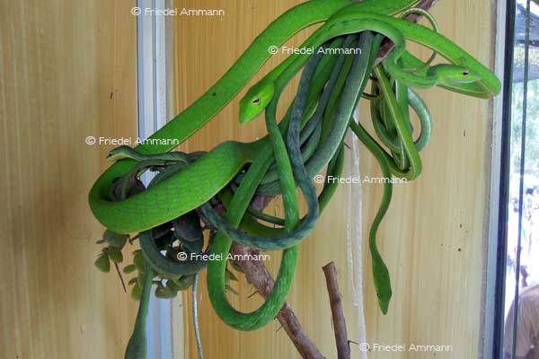 WORLD – Indonesien, Java - Yogyakarta Zoo