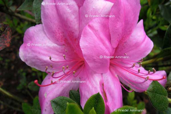 WORLD - Indonesien, Bali - hibiscus
