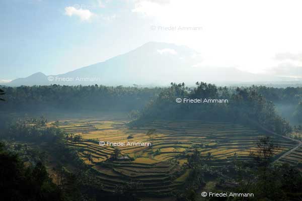 WORLD - Indonesien, Bali – rice terraces