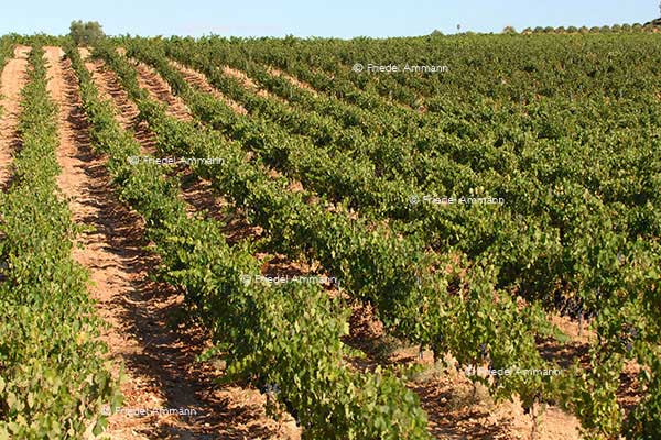 WIRTSCHAFT / ECONOMY - Landwirtschaft / Agriculture – Weinberge / Vineyard