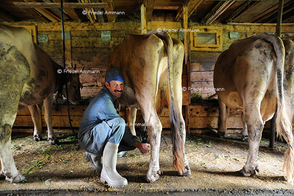 WIRTSCHAFT / ECONOMY - Landwirtschaft / Agriculture - Klewenalp