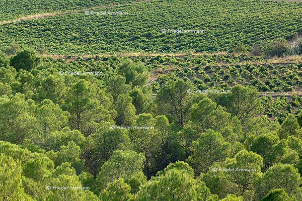 WIRTSCHAFT / ECONOMY - Landwirtschaft / Agriculture - Casa Lo Alto - Utiel-Requena, Spanien