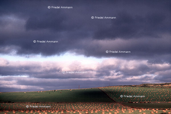 WIRTSCHAFT / ECONOMY - Landwirtschaft / Agriculture 