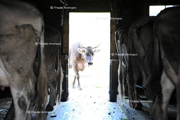 WIRTSCHAFT / ECONOMY - Landwirtschaft / Agriculture - Schweizer Braunvieh / Swiss Brown Cattle