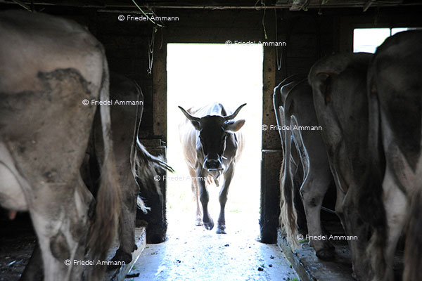 WIRTSCHAFT / ECONOMY - Landwirtschaft / Agriculture - Schweizer Braunvieh / Swiss Brown Cattle