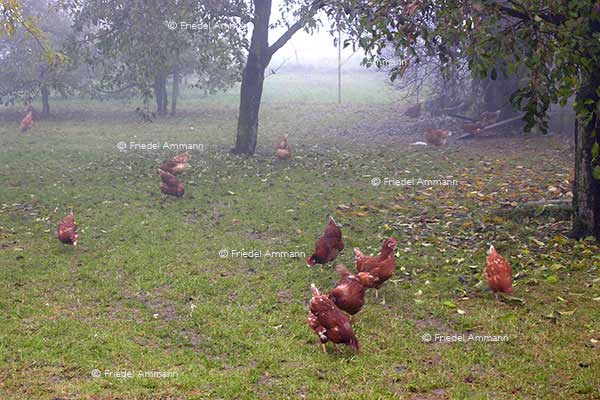 WIRTSCHAFT / ECONOMY -  Landwirtschaft / Agriculture - Freiland Hühner / Outdoor Chicken