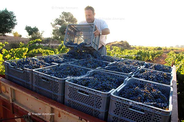 WIRTSCHAFT / ECONOMY - Landwirtschaft / Agriculture – Weinlese / Vintage