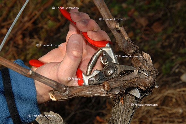 WIRTSCHAFT / ECONOMY - Landwirtschaft / Agriculture – Weinbauer / Winemaker