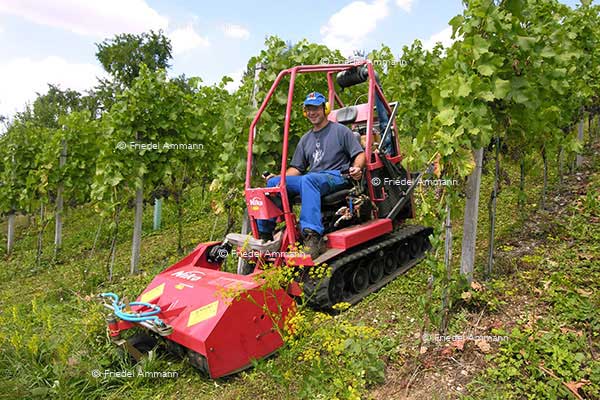 WIRTSCHAFT / ECONOMY - Landwirtschaft / Agriculture – Weinbauer / Winemaker