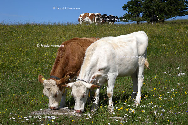 WIRTSCHAFT / ECONOMY - Landwirtschaft / Agriculture 
