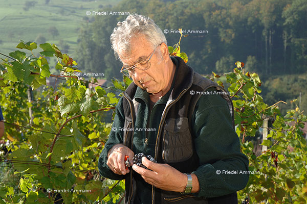 WIRTSCHAFT / ECONOMY - Landwirtschaft / Agriculture – Weinbauer / Winemaker