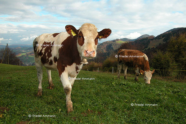 WIRTSCHAFT / ECONOMY - Landwirtschaft / Agriculture - Rotes Fleckvieh / Swiss Red Cattle