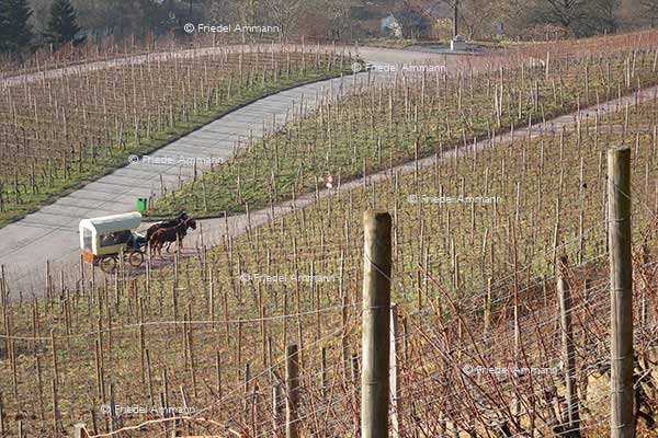 WIRTSCHAFT / ECONOMY - Landwirtschaft / Agriculture - Weingebiet / Vineyard Stocker, Muttenz 