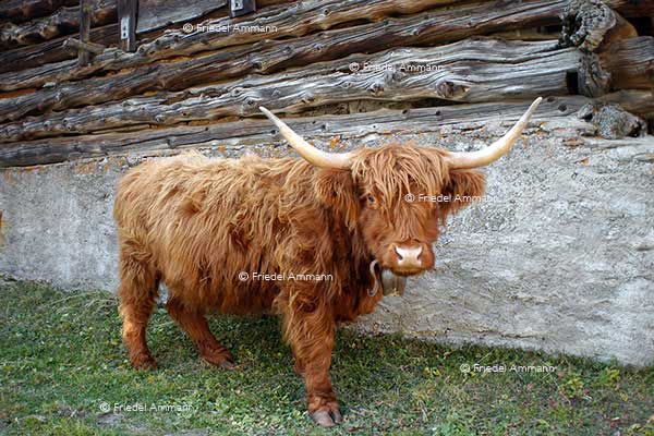 WIRTSCHAFT / ECONOMY - Landwirtschaft / Agriculture - Schottisches Hochlandrind / Scottish Longhorn Cattle