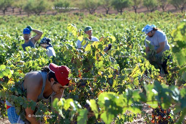 WIRTSCHAFT / ECONOMY - Landwirtschaft / Agriculture – Weinlese / Vintage