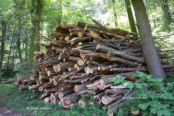 WIRTSCHAFT / ECONOMY - Landwirtschaft / Agriculture – Forstwirtschaft / Forestry