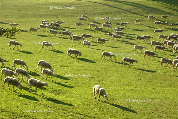 WIRTSCHAFT / ECONOMY - Landwirtschaft / Agriculture - Luberon, France