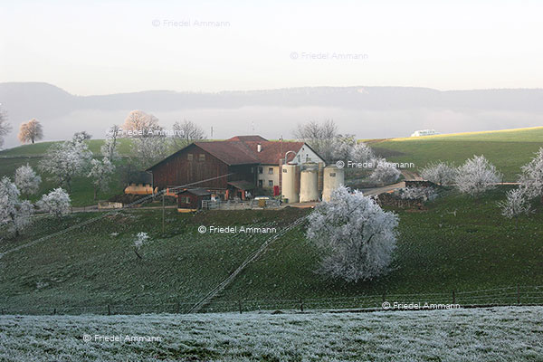 WIRTSCHAFT / ECONOMY - Landwirtschaft / Agriculture - Jura, Schweiz