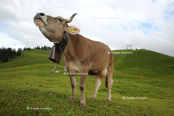 WIRTSCHAFT / ECONOMY - Landwirtschaft / Agriculture - Schweizer Braunvieh / Swiss Brown Cattle