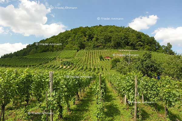 WIRTSCHAFT / ECONOMY - Landwirtschaft / Agriculture - Weingebiet / Vineyard Stocker, Muttenz, Schweiz