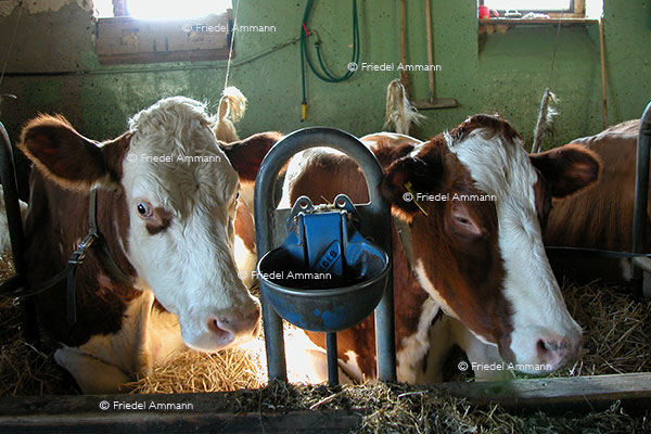 WIRTSCHAFT / ECONOMY - Landwirtschaft / Agriculture - Rotes Fleckvieh / Swiss Red Cattle