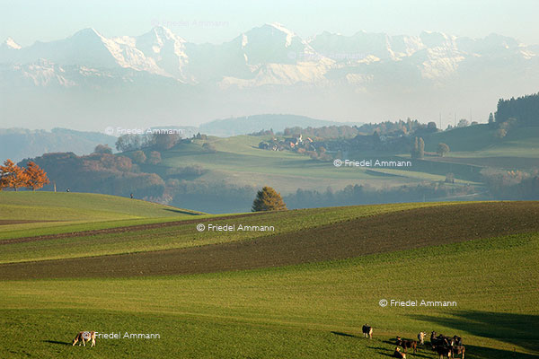 WIRTSCHAFT / ECONOMY - Landwirtschaft / Agriculture – Berneroberland, Schweiz