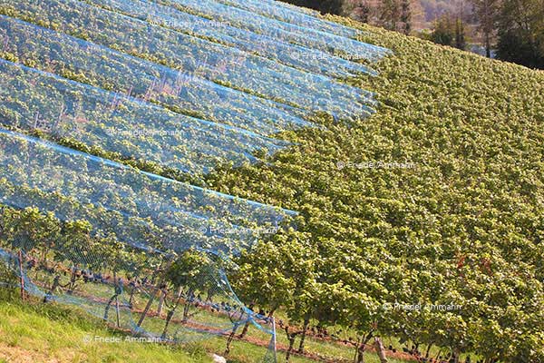 WIRTSCHAFT / ECONOMY - Business – Weinbau / Winegrowing