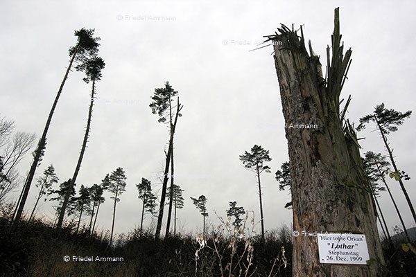 WIRTSCHAFT / ECONOMY - Energie / Environment – Orkan / Hurrican Lothar 
