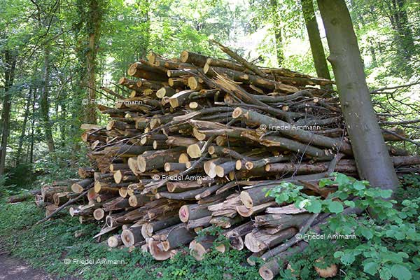 WIRTSCHAFT / ECONOMY - Energie / Environment 