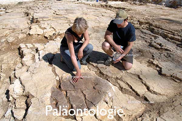 WIRTSCHAFT / ECONOMY - Forschung / Research – Paläontologie