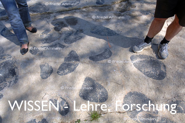 WISSEN - Lehre, Forschung - Paläontologie