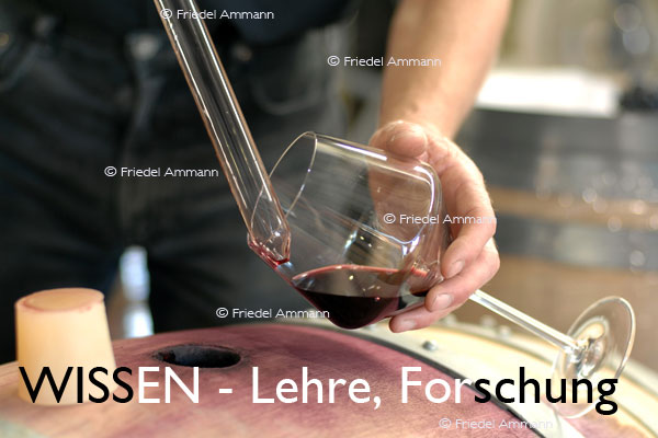 WISSEN - Lehre, Forschung - Önologie