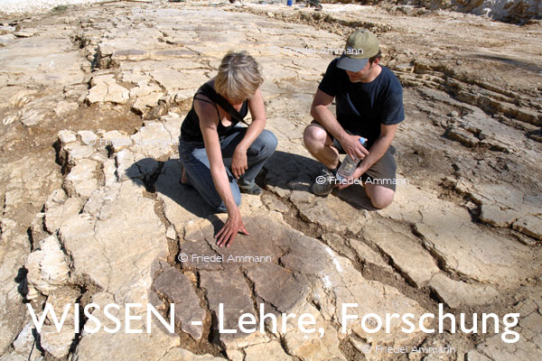 WISSEN - Lehre, Forschung - Paläontologie