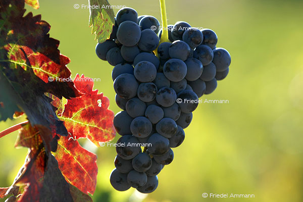 WISSEN –Gesundheit / Health - «In vino veritas»