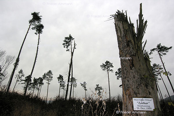 WISSEN - Umwelt, Energie - Orkan Lothar