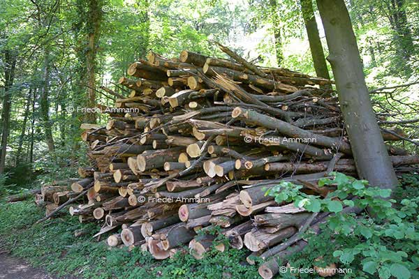WISSEN - Umwelt, Energie